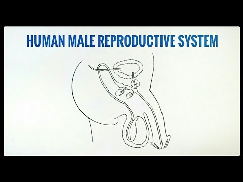 Male reproductive system - ScienceDirect