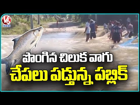 Cyclone Montha Effect  : Chiluka vaagu Overflowing , Youth Fishing In Stream  | Karimnagar | V6 News - V6NEWSTELUGU