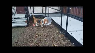 Even with a cone on Blossom can get up to mischief! by Blossom the Basset Hound 299 views 1 month ago 45 seconds
