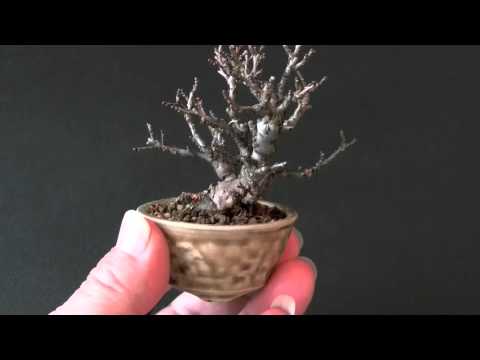 ニレケヤキ E1 楡欅 豆盆栽の販売と育て方 作り方 Bonsai Tree Youtube