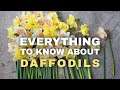 The ultimate guide to daffodils as cut flowers harvesting storing mixing  bouquet inspo