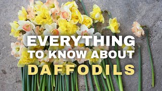 The Ultimate Guide To Daffodils As Cut Flowers Harvesting, Storing, Mixing Bouquet Inspo