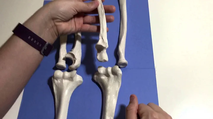 ULNA & RADIUS