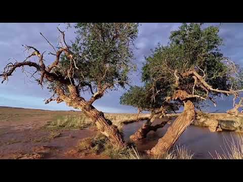 افسوس هراس از شکفتن ما را دردیست که در مان نپذیرد هرگز