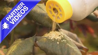 How to use Spical from Koppert