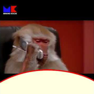 Minang kocak monyet ngajak ngopi luc bangt