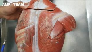 Sırt Kasları Anatomisi