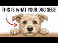 Your Dog Doesn’t See You as Human – (Here’s What You Really Are to Them)