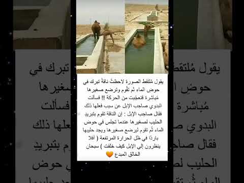 يقول ملتقط الصوره لاحضت ناقه ادعمني بأشتراك بالقناة لايك للفيديو فضلآ منكم اقنباسات اكسبلور 