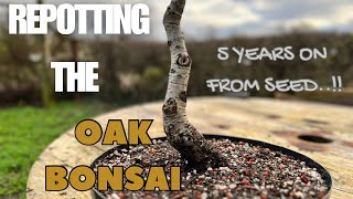 Repotting The Oak Bonsai ~ A Guide Through ~ 5 Years On From Seedling..!