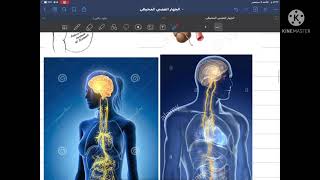 انواع الاعصاب + الجهاز العصبي المحيطي(الجسمي) و نوعاه (قسم1 درس3) #علوم_بكلوريا