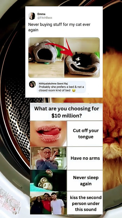 ROUND ONE! #memes #duet #cat #funny #jokes #remix