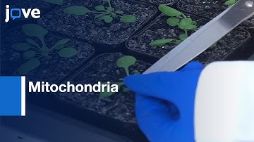 Mitochondria Isolation and Respiratory Measurements | Protocol Preview