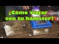 HÁMSTERS - Cómo viajar con tu hámster