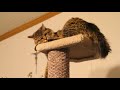 Maine Coon cats reaction to new cat tree, tower, condo.