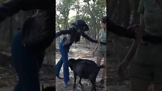 The Goats Have No Chill 🐐 #Shorts #Goat #Pokimane #Collab #Alveus #Mayahiga #Twitch