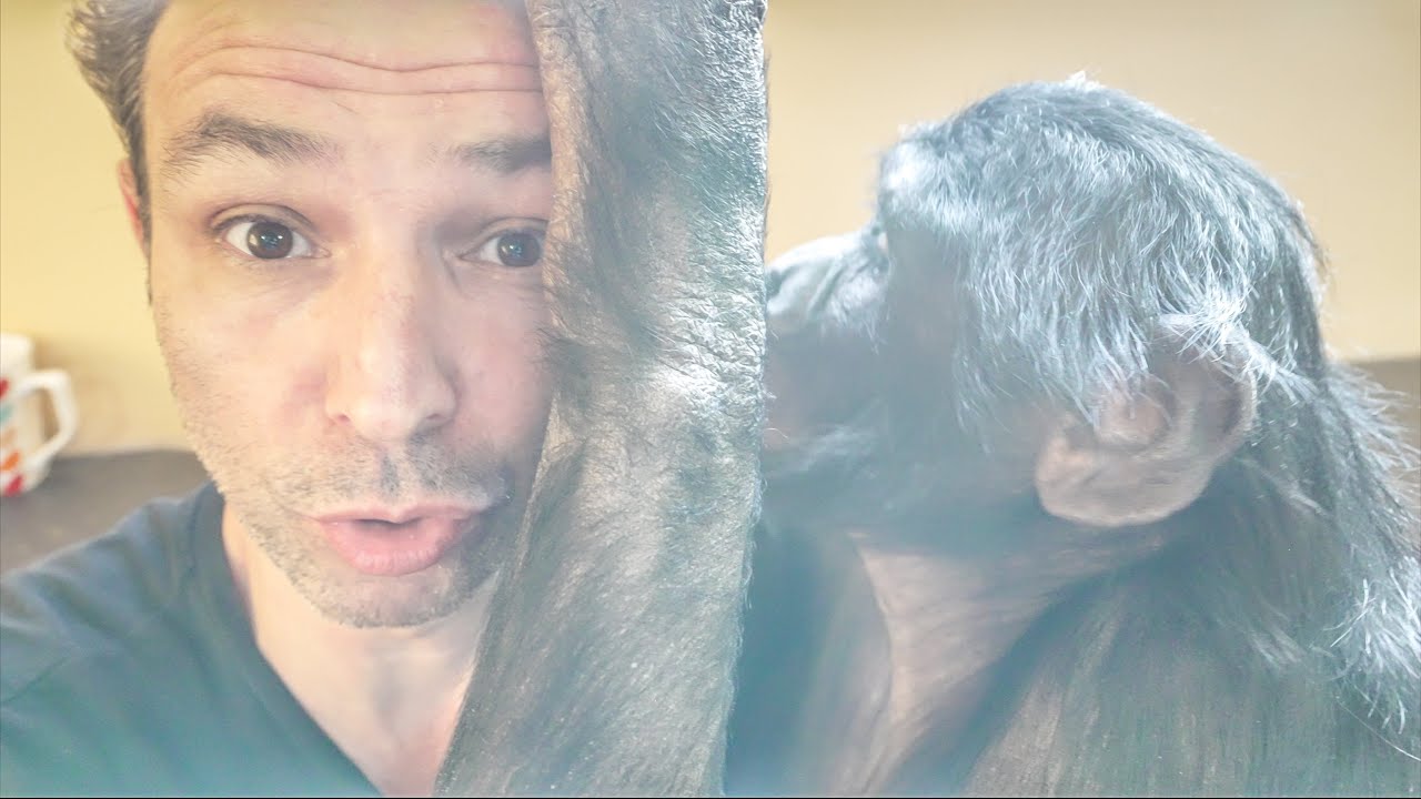 ПОЧЕМУ ШИМПАНЗЕ Боня обедает как СВИН??? Секрет хороших отношений между ...