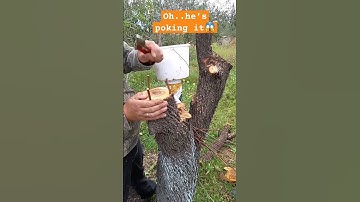 Tree Grafting,this is how you do it #grafting #diy #farmlife #farmingvideo #viralshorts #ofwlife