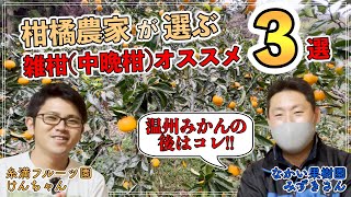 【必見!】柑橘農家が選ぶ雑柑（中晩柑）オススメ3選！！！！