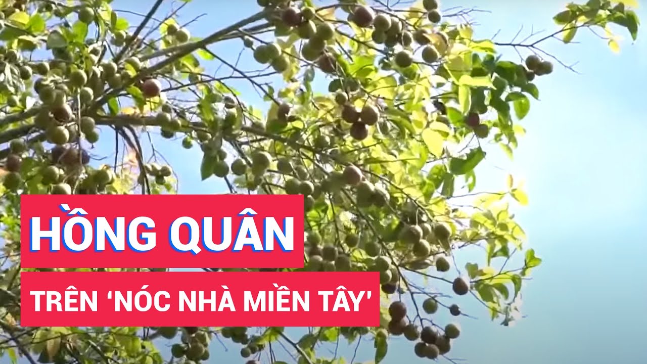 Mùa Hồng Quân Trên 'Nóc Nhà Miền Tây' - Youtube