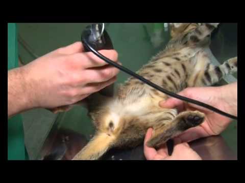 Video: Ozljeda Prednjih Nogu Kod Mačaka