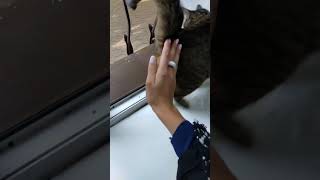 Кошечка! Милая-Мурчалка) Животные-радость!) Кошечка! Милая-Мурчалка) Животные-радость!)