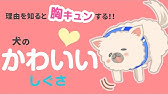 犬が白い泡を吐いた 嘔吐した後のご飯はいつあげれば良い Youtube 犬が白い泡を吐いた 嘔吐した後のご飯はいつあげれば良い Youtube