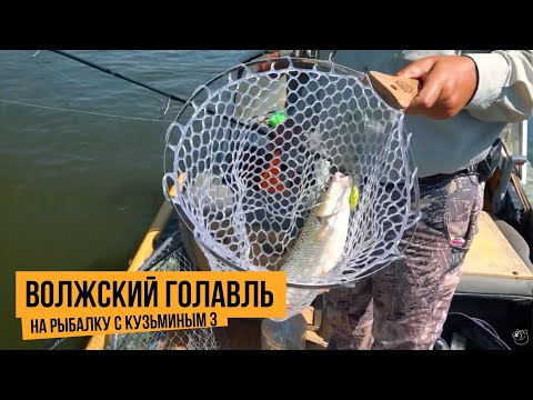 Волжский голавль / На рыбалку с Кузьминым 3 // №8