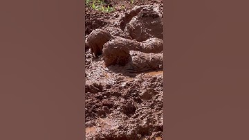 Mud bath anyone? Tag a friend you would like to see do this!