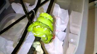 Green Tree Python Care Video