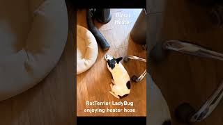 #dog #dogs #ratterrier #heater #cold #coldweather #smokymountains #shorts #shortsfeed