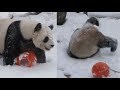 Pandas Lose Their Minds After Seeing Snow for the First Time in Viral Video