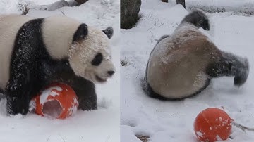 Pandas glimpse first sight of snow in NE China