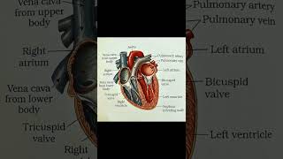 | 🫀Human Heart | #HumanHeart #Biology #HeartDiagram #BloodFlow #ScienceShorts #HeartLabeling #Heart