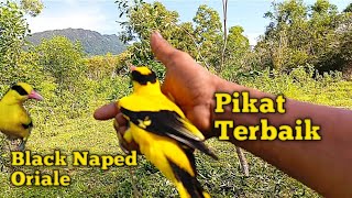Download Lagu Burung Pikat Kepodang Emas Terbaik Pembawa Keberuntungan MP3