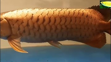 bệnh xù vẩy ớ cá rồng và cách trị