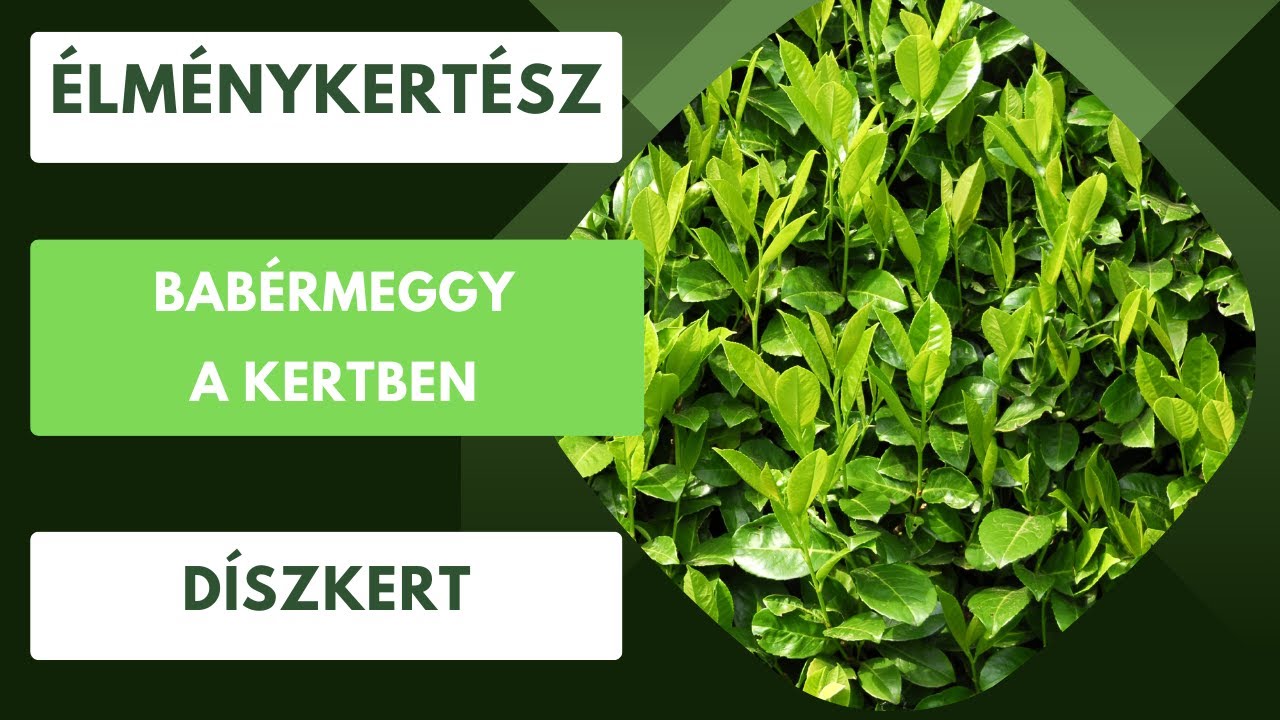 Babérmeggy🌿