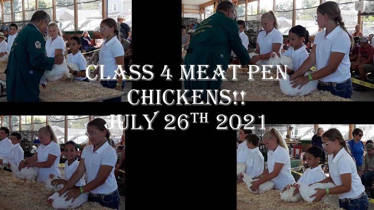 Our 4H Adventures Class 4 Meat Pen Chickens YouTube