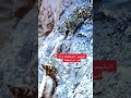 نمر يفترس تيس جبلي 