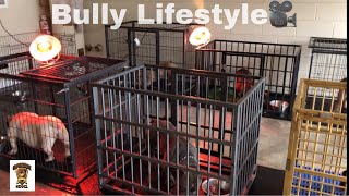 Life Of A Exotic Bully Breeder...