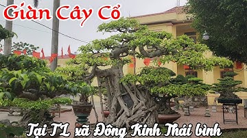 Mãn nhãn giàn cây cổ hơn 200 TP tại TL xã Đông kinh Đông hưng Thái bình