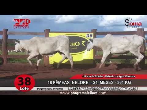 LOTE 38