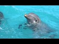 Dolphins Swimming Fish Grand Cayman British UK Island Caribbean Sea Jamaica 1962