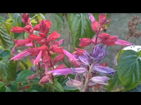 Video: Hellebore Türleri: Hellebore Çiçek Çeşitleri Hakkında Bilgi Edinin