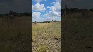 #pair #girraffe #wildlife #africa #grass #sky #clouds #version #section #selection #view #now #layer