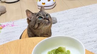 元地域猫が家猫になると、食後のデザートをおねだりしてくる大の食いしん坊でしたw