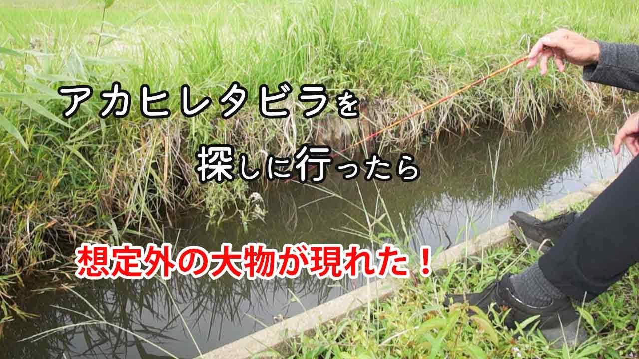 かつてのアカヒレタビラ水路を探索！ 秋のタナゴ釣り 【小物釣り】Autumn TANAGO fishing trip