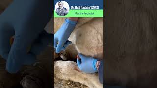 Mas & Masis Meme Sağlığı Ve Sürü Yönetimi