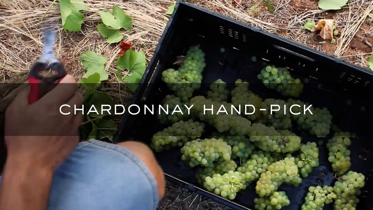 Voyager Estate Chardonnay Hand-pick