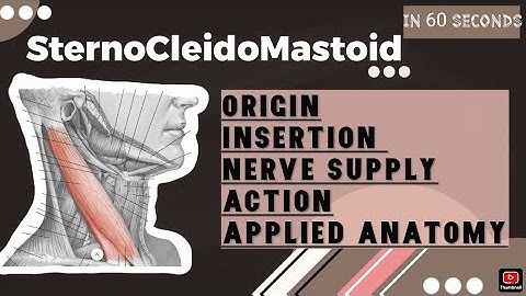 Sternocleidomastoid muscle-Anatomy